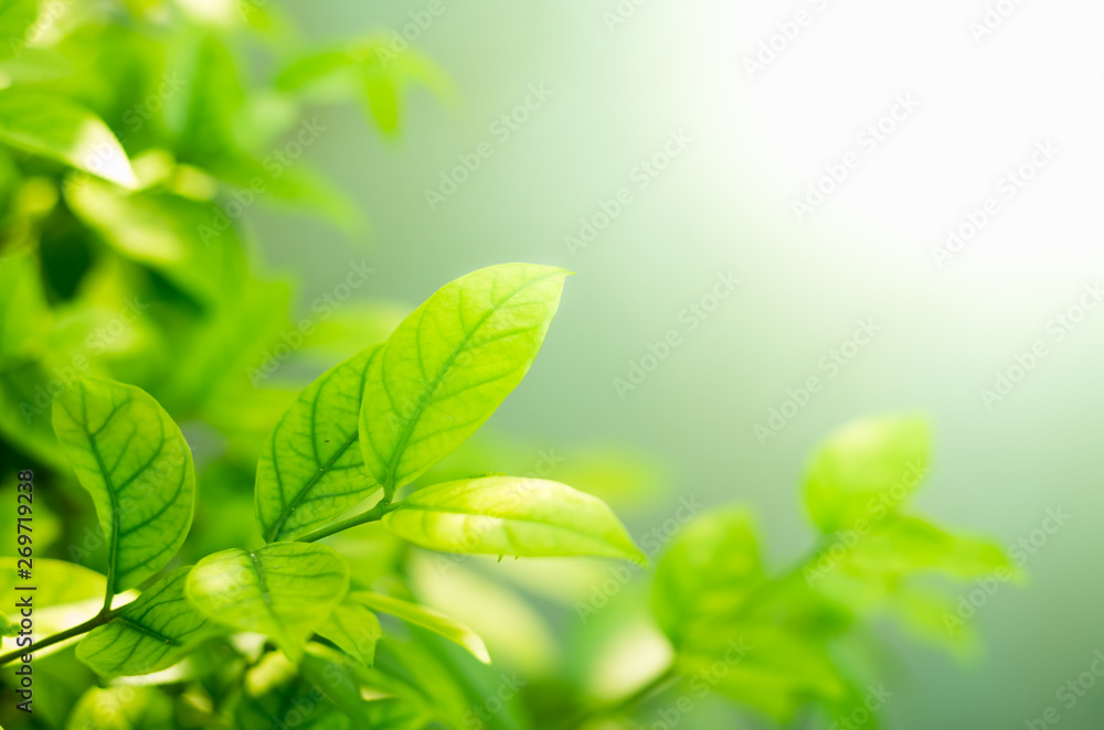Soft focus green leaves on blur nature background with morning light Soft focus green leaves on blur nature background with morning light