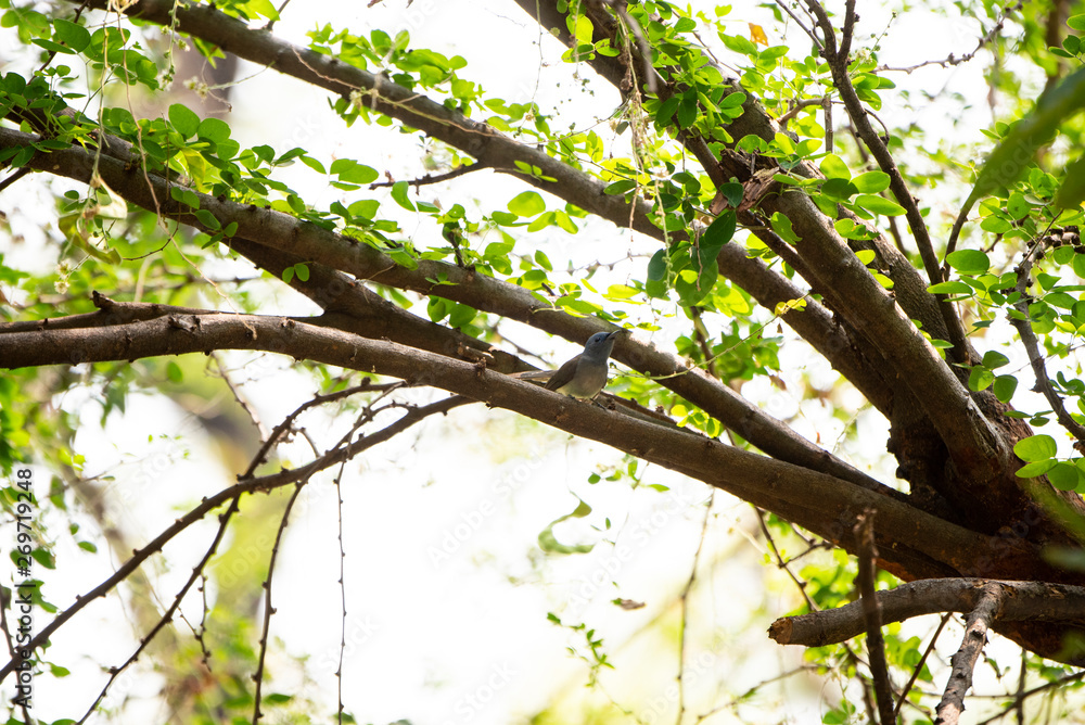 Obraz premium Black - naped monarch