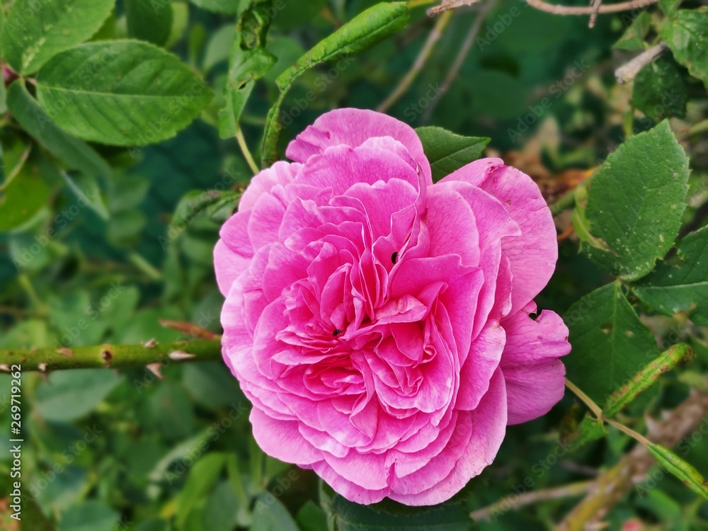 Rose Rose