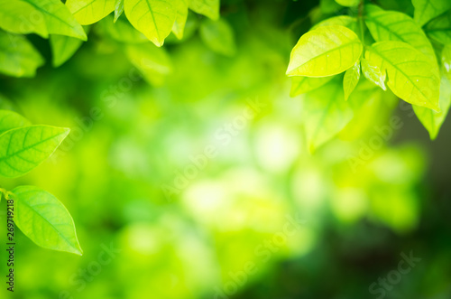 Soft focus green leaves on blur nature backgr