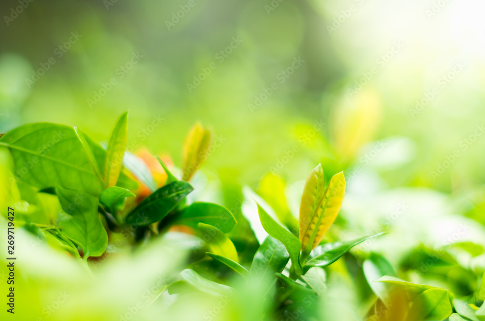Obraz premium Soft focus green leaves on blur nature background with morning light