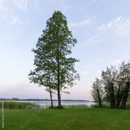 Trees on green meadow at a lake against blue sky during sunrise in the Havelland region in Brandenburg, Germany 