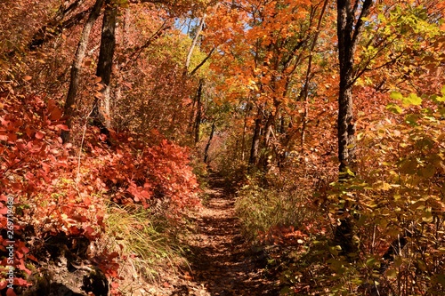Petit sentier forestier bordé d'arbres aux couleurs automnales