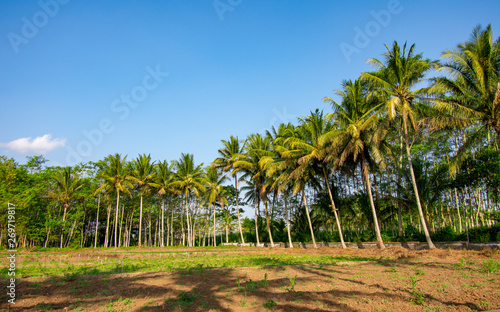 Fototapeta Naklejka Na Ścianę i Meble -  Coconut trees with a clear sky