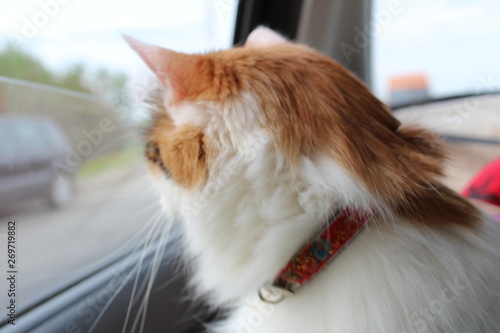 cat in car