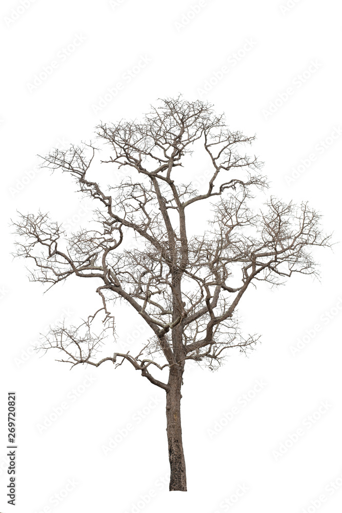 Obraz premium Dry tree dead on a white background