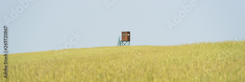 Raised hide in a field with grain against blue sky in the Havelland region in Brandenburg, Germany