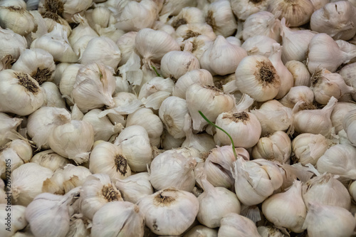 Fresh white garlic on market table closeup top view. Vitamin healthy food spice image. Spicy cooking ingredient concept