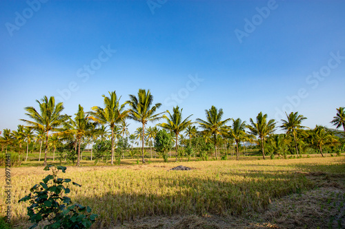 Wallpaper Mural Coconut trees with a clear sky Torontodigital.ca