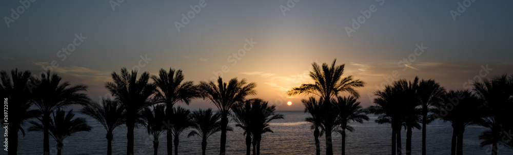 panoramic view of the setting sun among the palm trees in the Red Sea in Egypt
