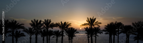 Fototapeta Naklejka Na Ścianę i Meble -  panoramic view of the setting sun among the palm trees in the Red Sea in Egypt
