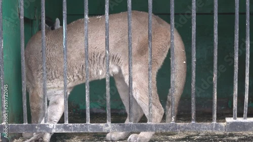 American lion (Felis concolor) in cage of mobile zoo. Animals have to endure a snowy winter in the North, snowfall photo