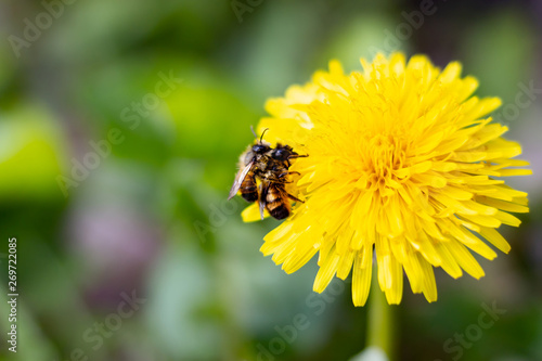 Two bees on the dandelion on a sunny day. Spring. Background.
