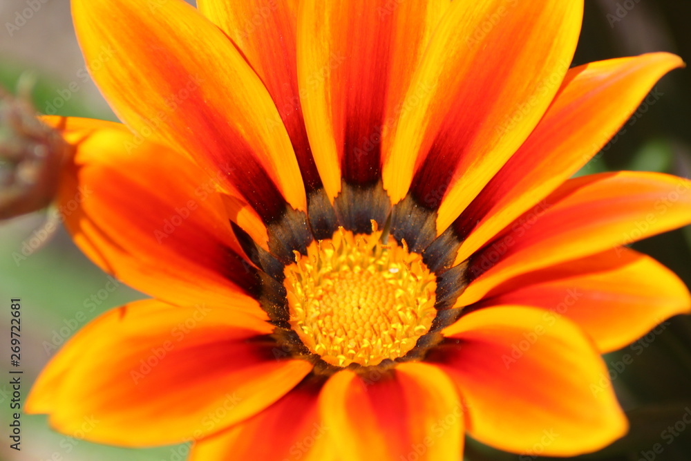 marguerite orange marguerite orange