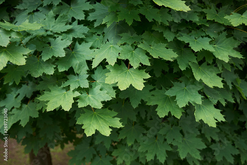 Acer platanoides photo