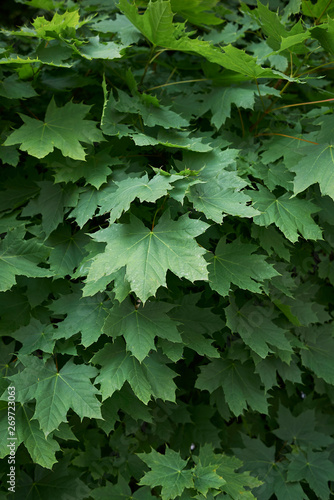 Acer platanoides