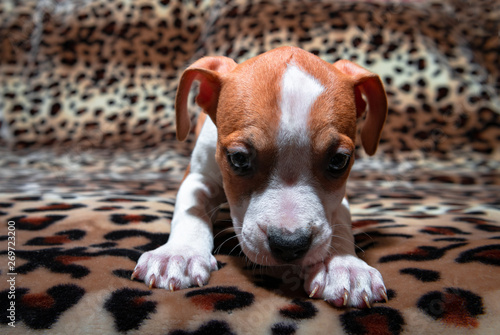 Nice amstaff puppy dog pets rusty red animal home american Staffordshire Terrier