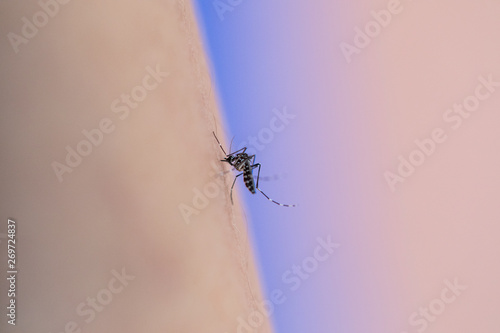 Quadro su tela Close-up Aedes aegypti, common house mosquito on human skin, Aedes aegypti sucking blood human
