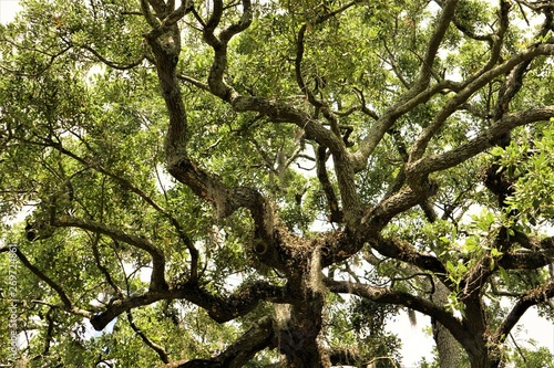 Live Oak Tree, leaves and tree trunk background texture, Savannah, Georgia USA.