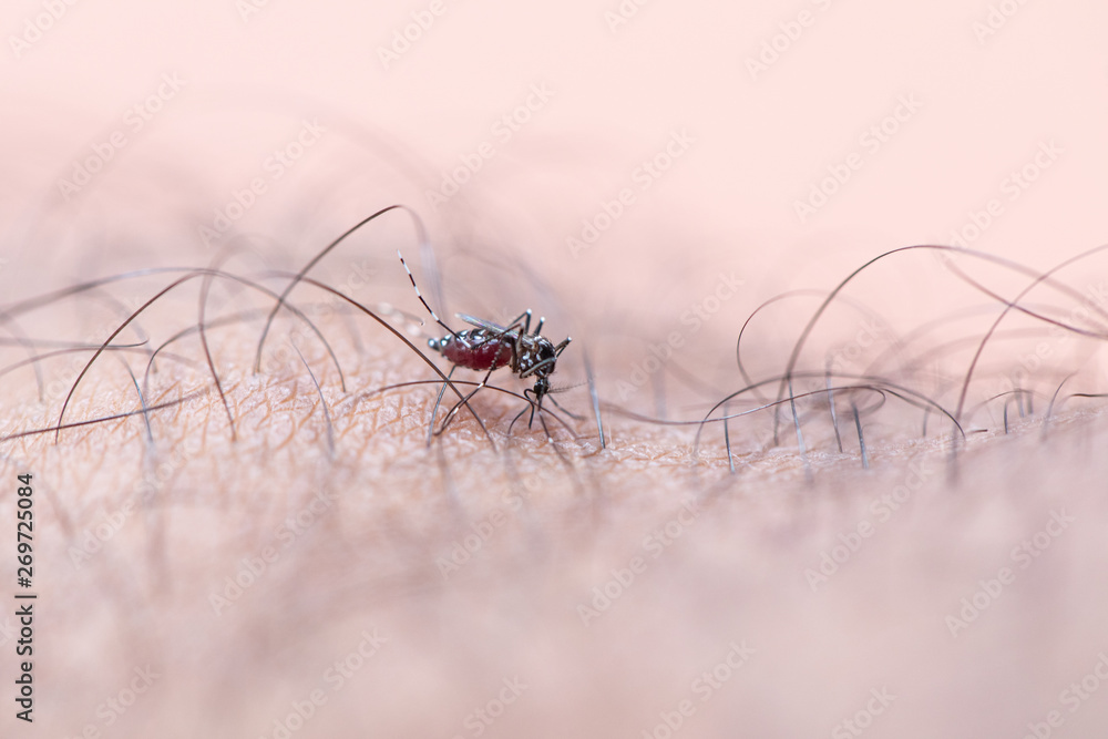 Close-up Aedes aegypti, common house mosquito on human skin, Aedes aegypti sucking blood human. Close-up Aedes aegypti, common house mosquito on human skin, Aedes aegypti sucking blood human.
