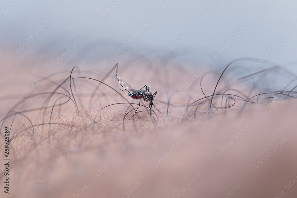 Close-up Aedes aegypti, common house mosquito on human skin, Aedes aegypti sucking blood human. Close-up Aedes aegypti, common house mosquito on human skin, Aedes aegypti sucking blood human.