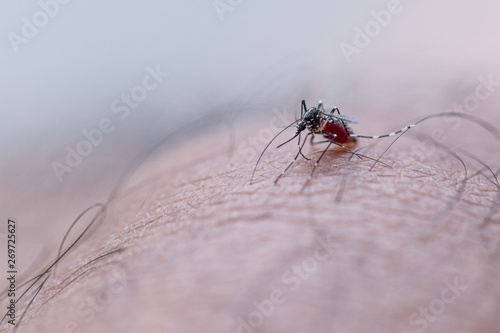 Close-up Aedes aegypti, common house mosquito on human skin, Aedes aegypti sucking blood human.
