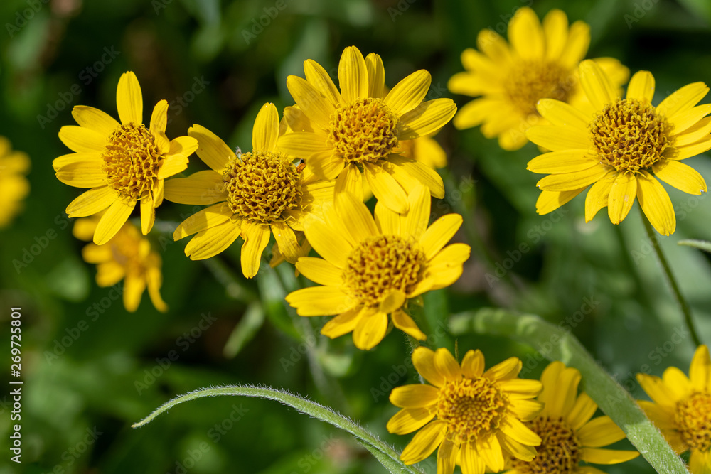 Fototapeta premium Close view of yellow Arnica(Arnica Montana) herb blossom.Note: Shallow depth of field
