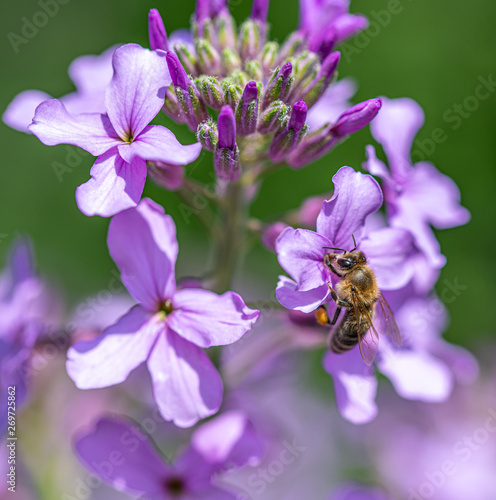 Close-up detail of a honey bee apis collecting pollen from flower in garden © popovj2