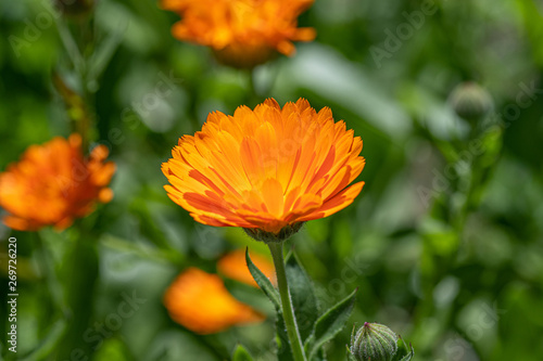 Bright orange calendula marigold flower blooming in the spring sunlight