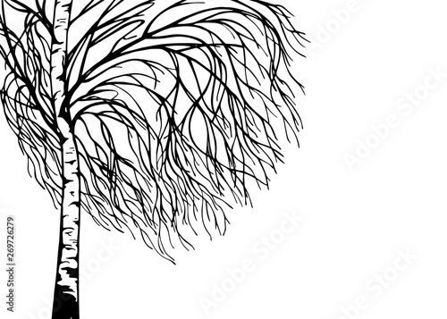 Hand drawn tree birch silhouette, black and white graphic, floral background, vector illustration.