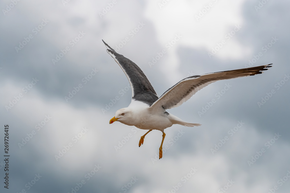 Close up view of nesting Lesser black-backed gull (Larus fuscus) Close up view of nesting Lesser black-backed gull (Larus fuscus)