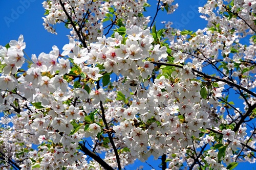 Beautiful cherry branches with flowers on a blue sky background in the park in Victory park (Uzvaras parks) in Riga, Latvia photo