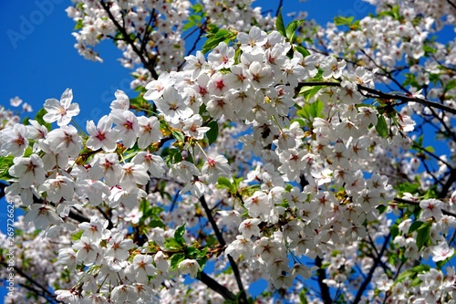 Beautiful cherry branches with flowers on a blue sky background in the park in Victory park (Uzvaras parks) in Riga, Latvia photo