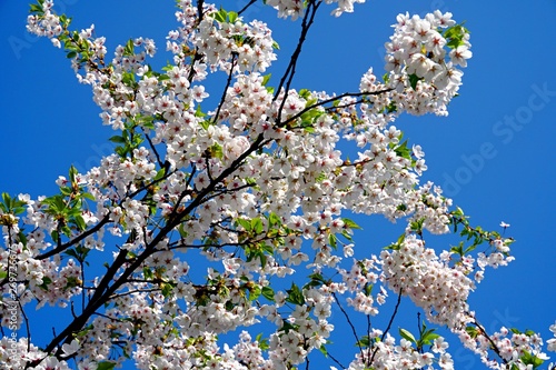 Beautiful cherry branches with flowers on a blue sky background in the park in Victory park (Uzvaras parks) in Riga, Latvia photo