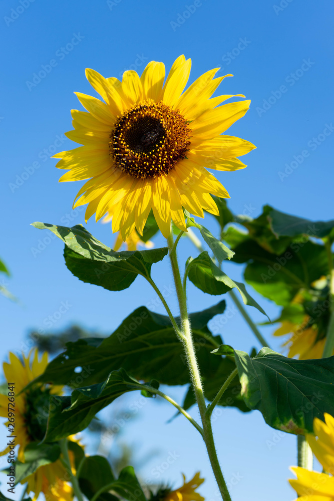sunflowers that are blooming against the background of the blue sky