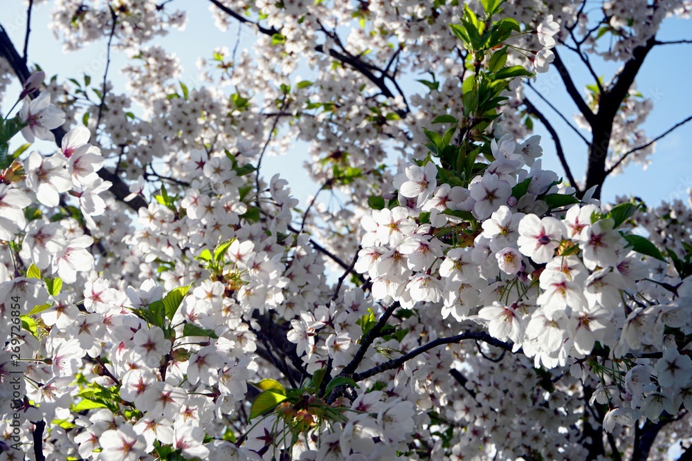 Beautiful cherry branches with flowers on a blue sky background in the park in Victory park (Uzvaras parks) in Riga, Latvia Beautiful cherry branches with flowers on a blue sky background in the park in Victory park (Uzvaras parks) in Riga, Latvia