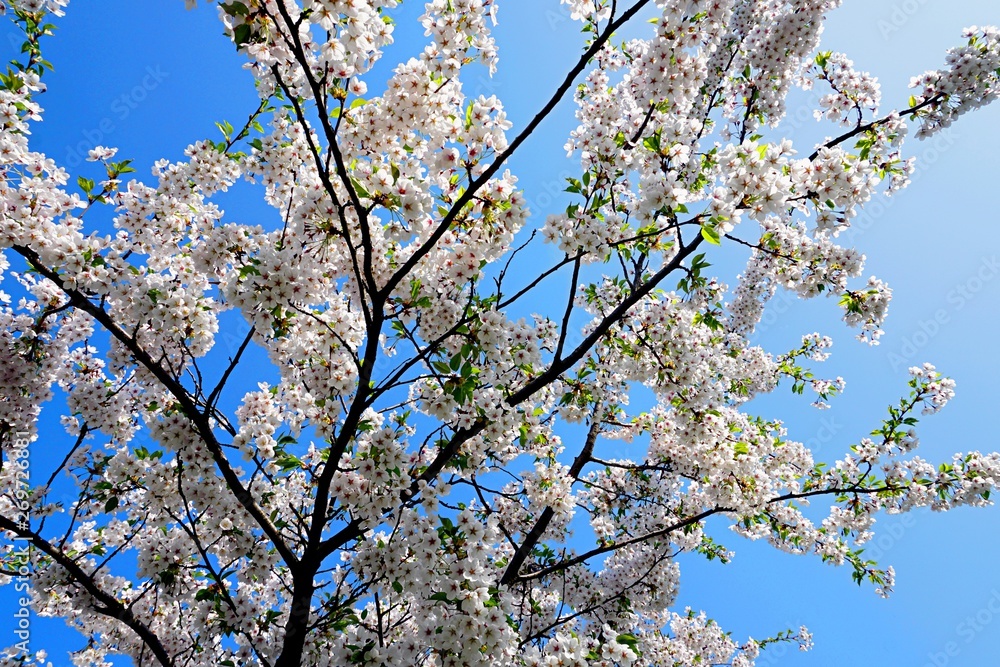 Beautiful cherry branches with flowers on a blue sky background in the park in Victory park (Uzvaras parks) in Riga, Latvia Beautiful cherry branches with flowers on a blue sky background in the park in Victory park (Uzvaras parks) in Riga, Latvia