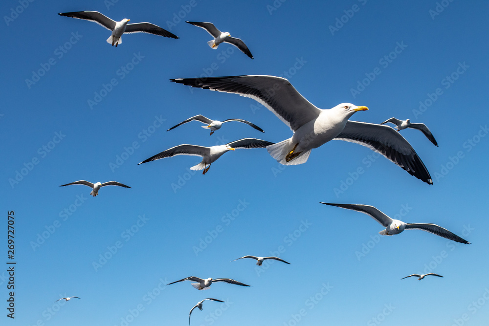 Obraz premium seagull