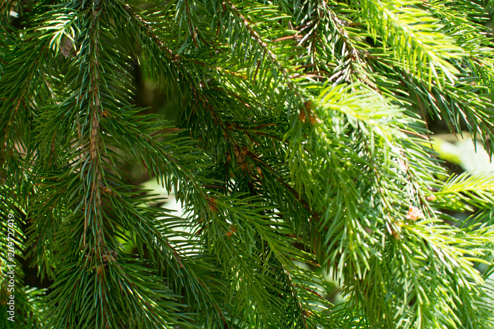 Green branches of spruce trees