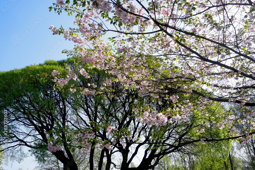 Close up of Cherry blossom tree or Sakura flower tree blossom on blue sky Close up of Cherry blossom tree or Sakura flower tree blossom on blue sky