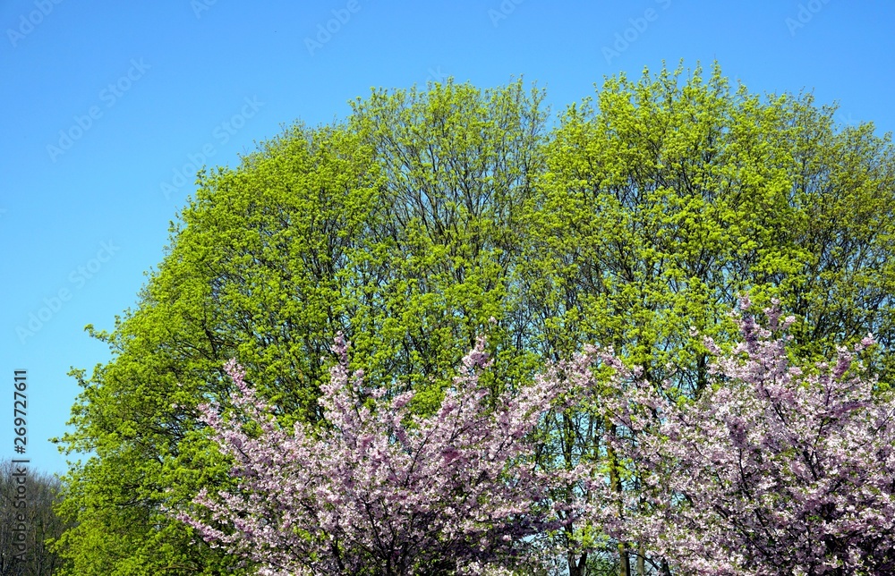 Close up of Cherry blossom tree or Sakura flower tree blossom on blue sky Close up of Cherry blossom tree or Sakura flower tree blossom on blue sky