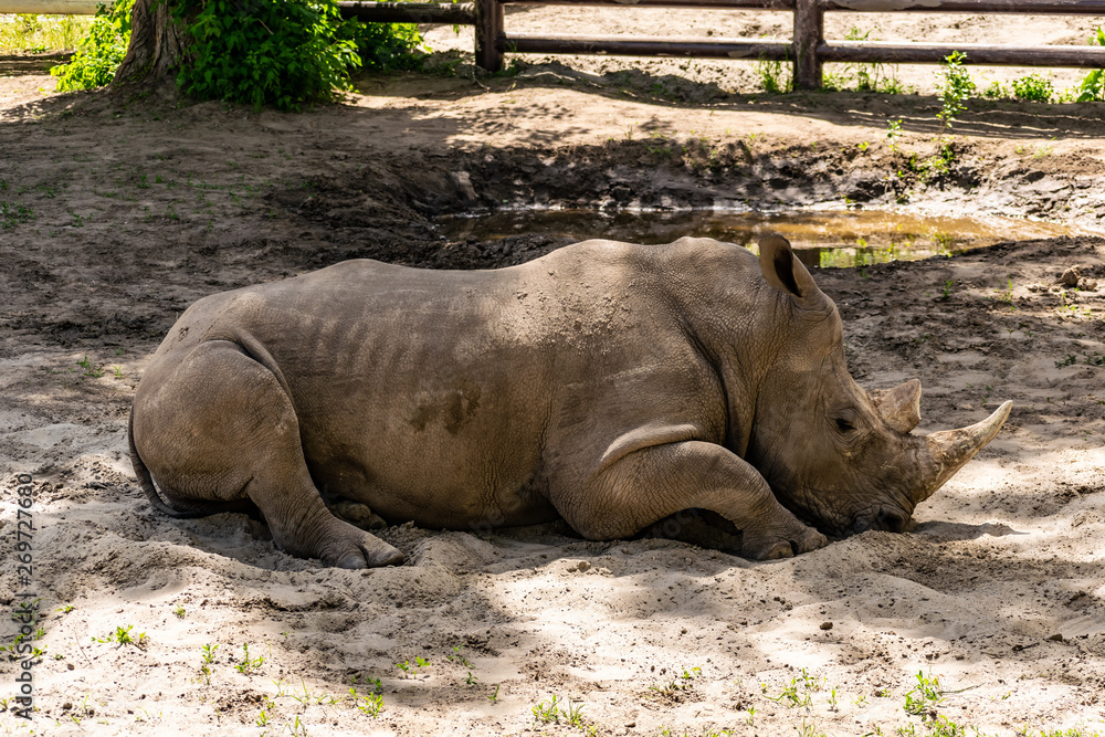 A very large animal from South Africa, white Rhino, squad - odd-toed, family - neoregelia. The second largest land animal after the elephant. Walk around the zoo, the animals are free. A very large animal from South Africa, white Rhino, squad - odd-toed, family - neoregelia. The second largest land animal after the elephant. Walk around the zoo, the animals are free.