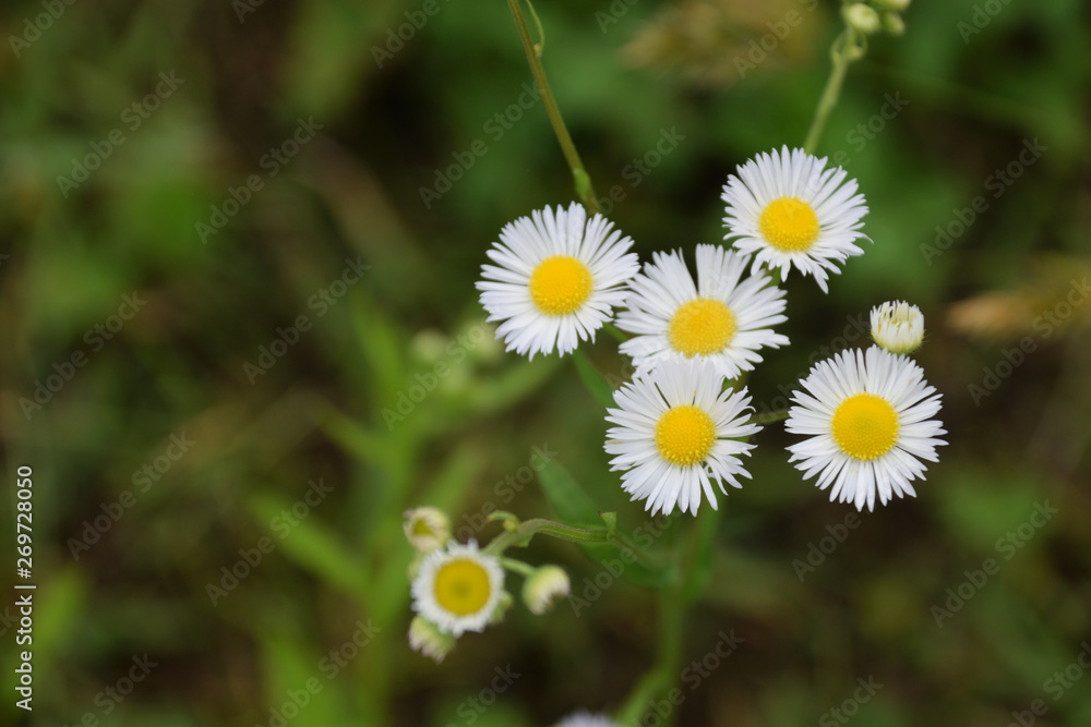 Eastern daisy fleabane - Erigeron annuus. It is called “Hime Jyoon” in Japan. Eastern daisy fleabane - Erigeron annuus. It is called “Hime Jyoon” in Japan.