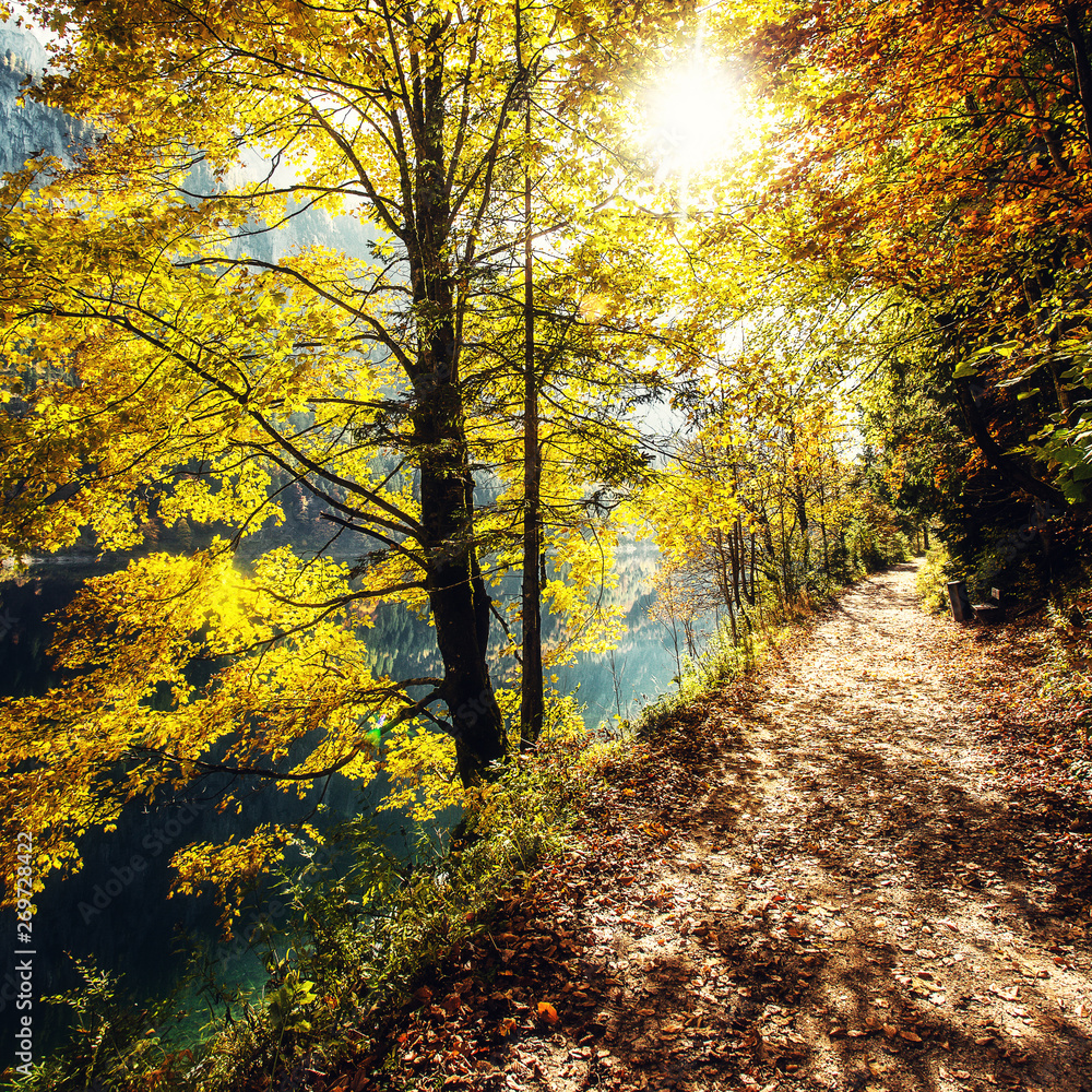 Autumn forest scenery with rays of warm light illumining the gold foliage and a footpath leading into the scene. Austrian alps in Autumn. Forest near Gosausee lake. popular hiking location Autumn forest scenery with rays of warm light illumining the gold foliage and a footpath leading into the scene. Austrian alps in Autumn. Forest near Gosausee lake. popular hiking location