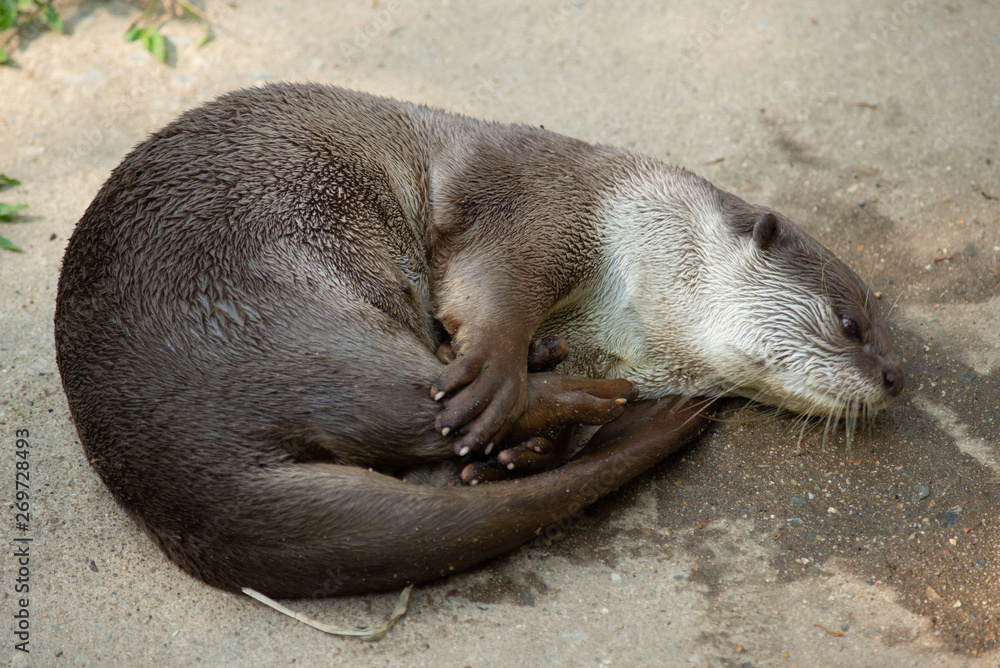 Fototapeta premium Otter