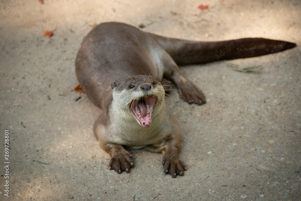 Otter