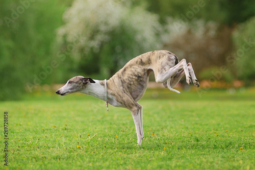 graceful whippet dog standing on the front paws photo