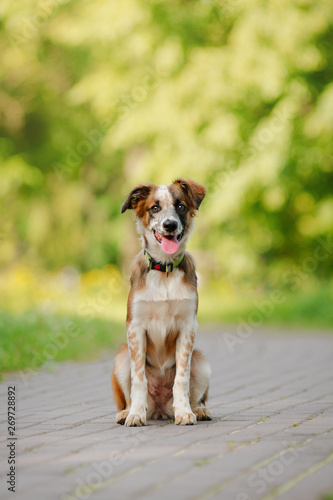 border collie puppy sitting in a sunny park