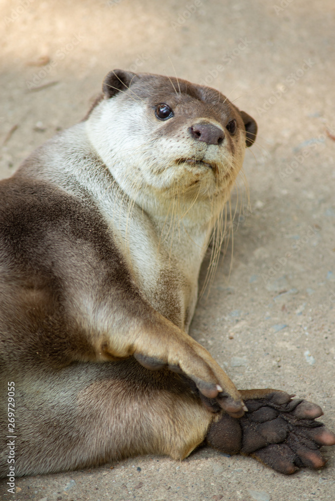 Fototapeta premium Otter