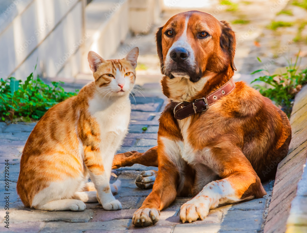 Cat and dog sitting together on a sidewalk. Cat and dog sitting together on a sidewalk.